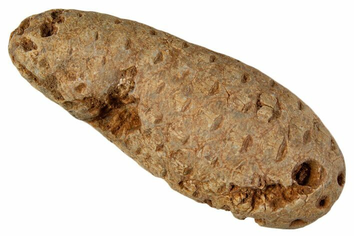 Fossil Cycadophyte Seed Cone - Boujdour, Morocco #339334